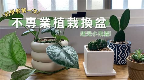 怎麼栽|植栽盆栽換土教學：何時該換？10 步驟、必備工具一。